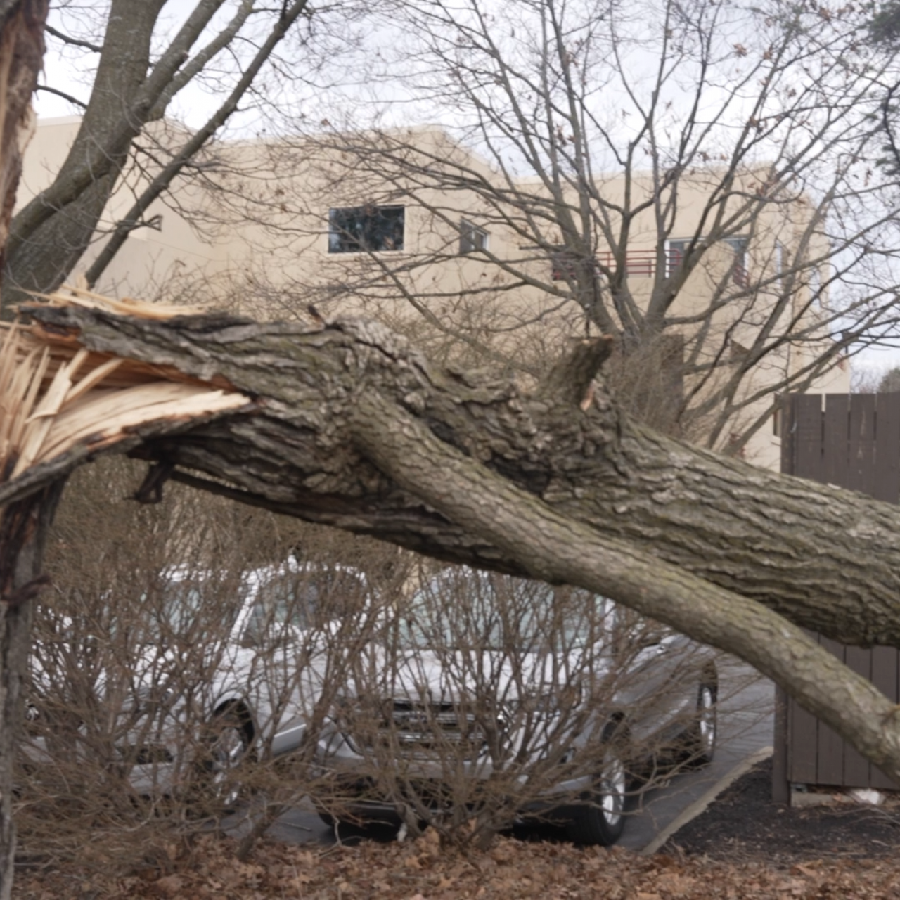 Fallen tree in State College