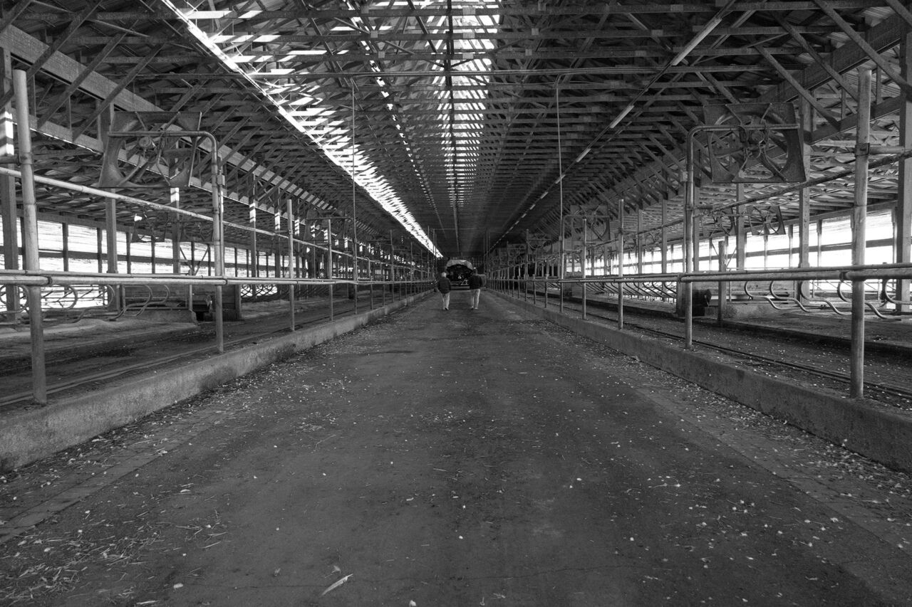 Black and white image of two farmers walking through an empty cow barn.