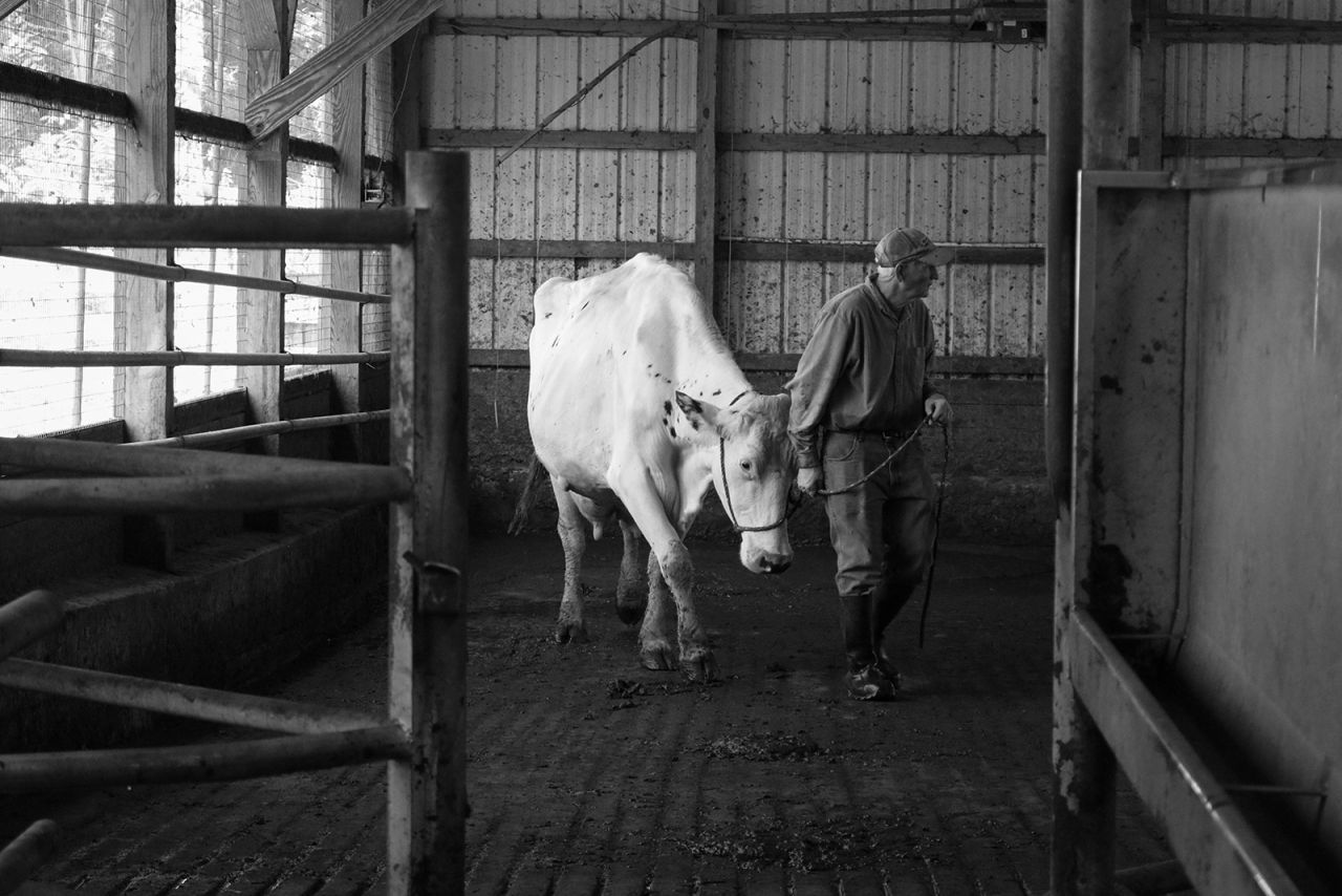 Farmer walks cow through barn