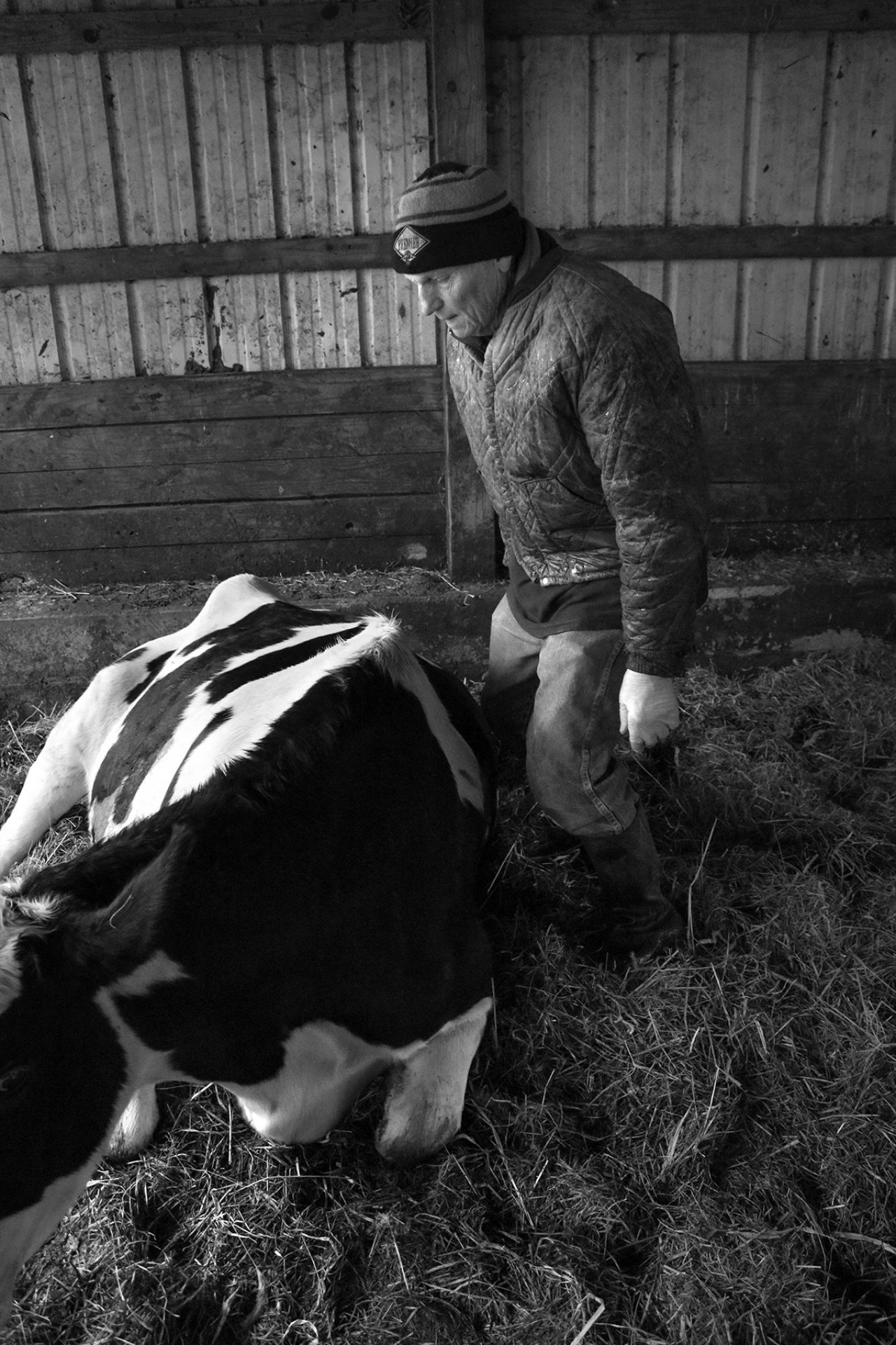 Farmer with a cow in labor