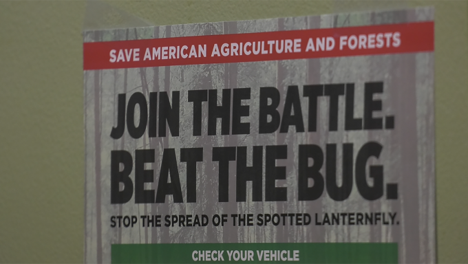 Lantern fly prevention poster