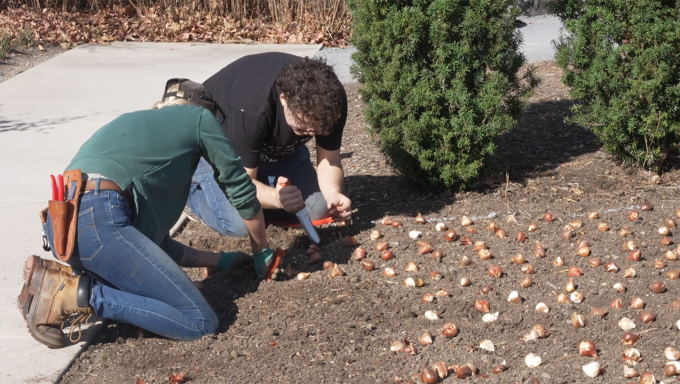 Two volunteers kneeling a dirt bed planting tulip bulbs for spring.