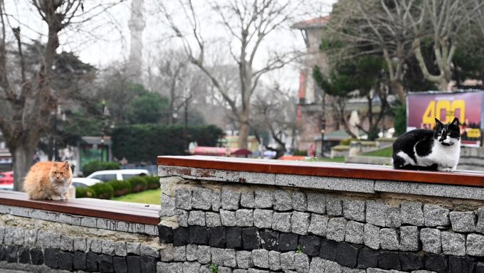 Two stray cats perched on a stone wall in Istanbul