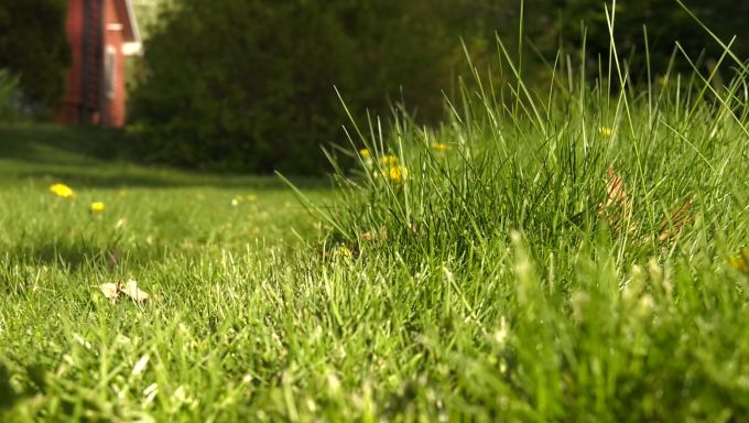 two front lawns with one side un-mowed