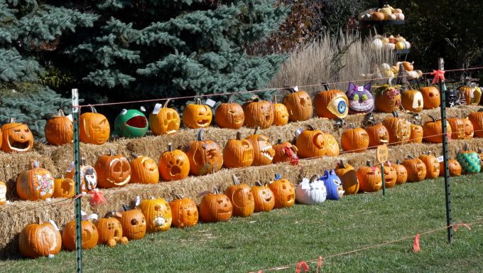 Pumpkins Being Judged