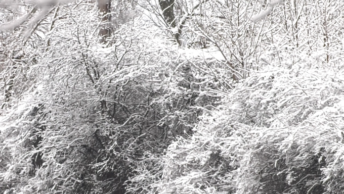 snow trees