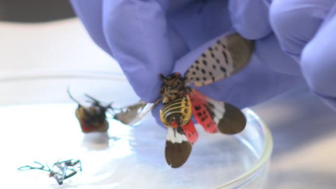 A spotted lanternfly being examined in a lab