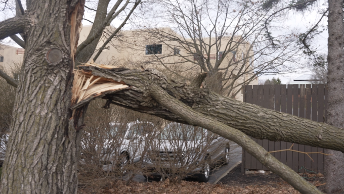 Fallen tree in State College