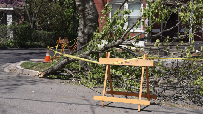 Trees uprooted in State College after storm