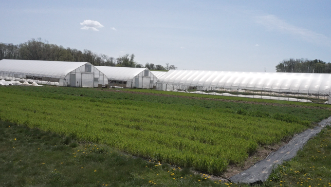 Some of the plants on Penn State'sStudent Farm