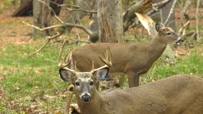 Deer Looking at a Camera