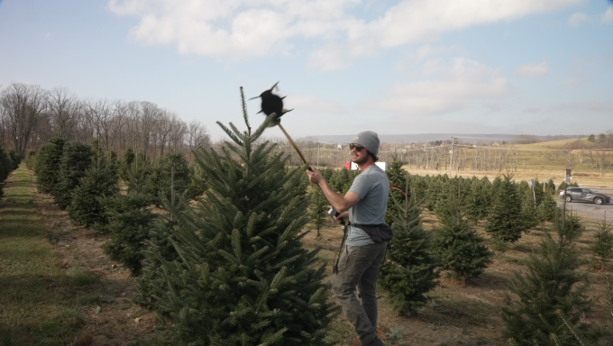 pruning the tree