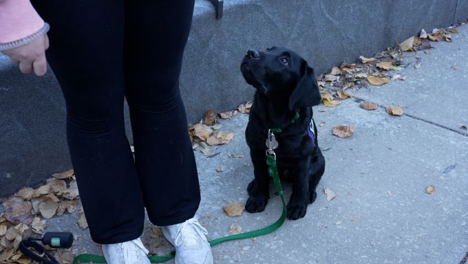 Black lab puppy sitting on the ground