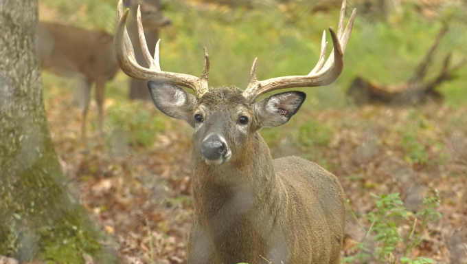 Deer wildlife management