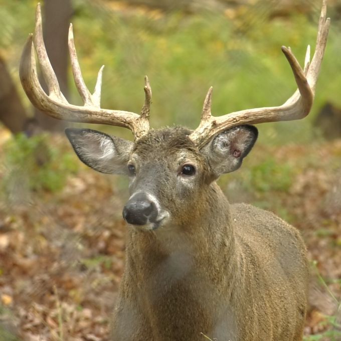 deer image