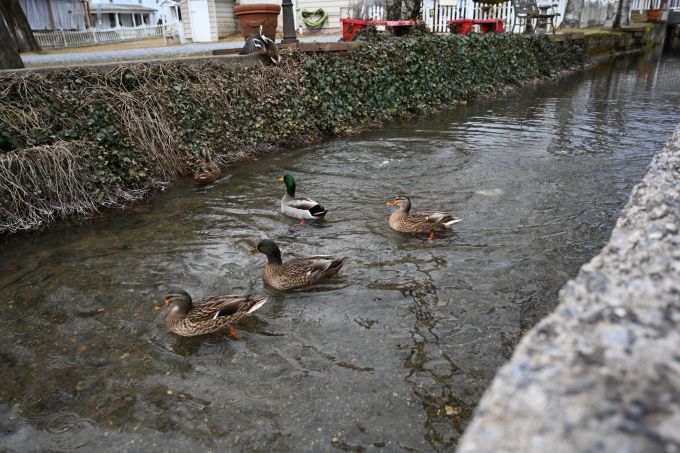 Ducks in the creek