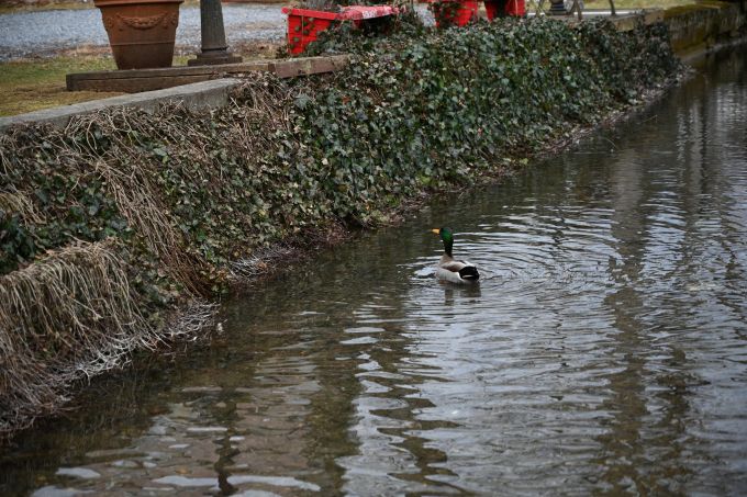 Ducks in the creek